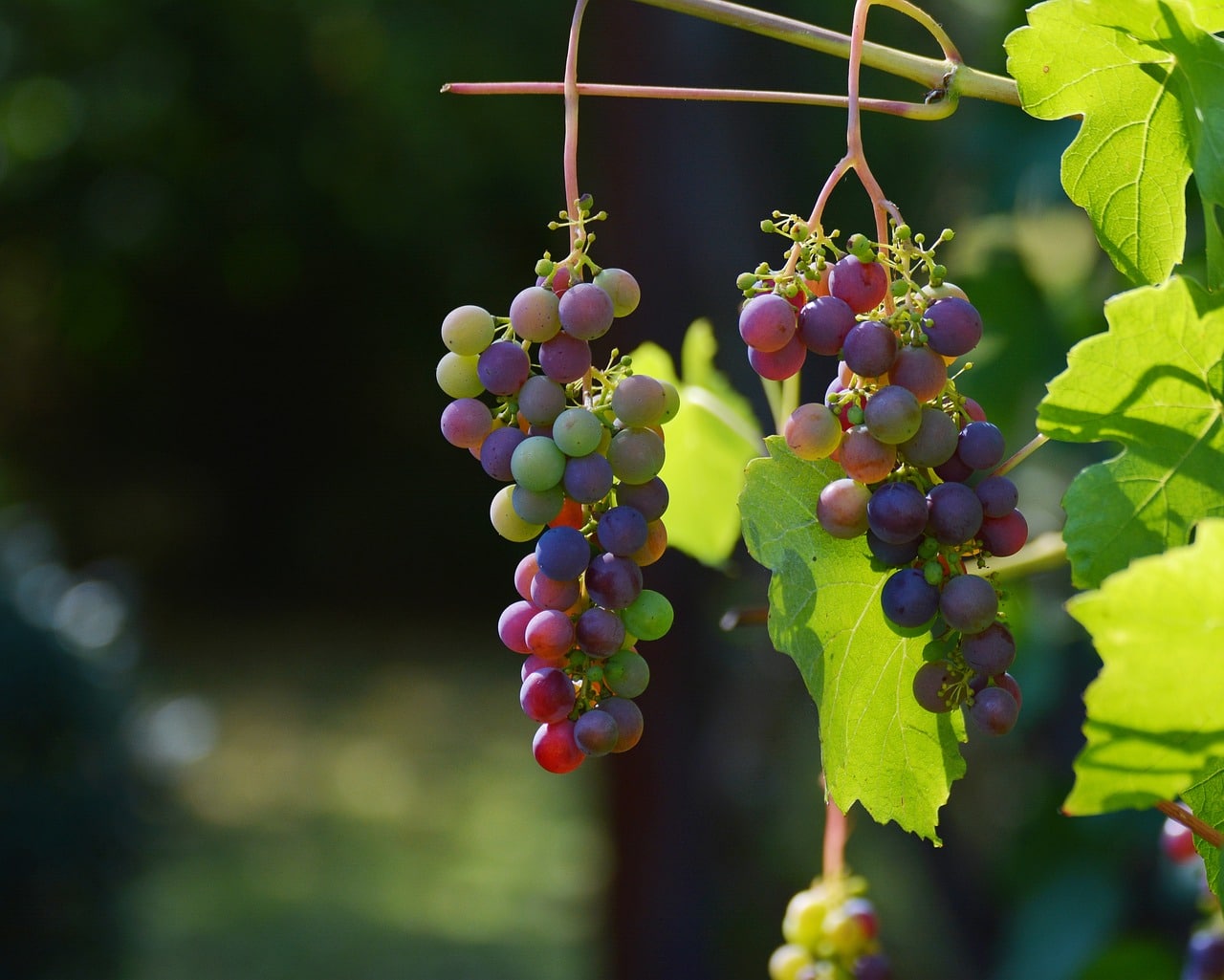 Parc De Fierbois : Grapes Ga0ce9e2a2 1280