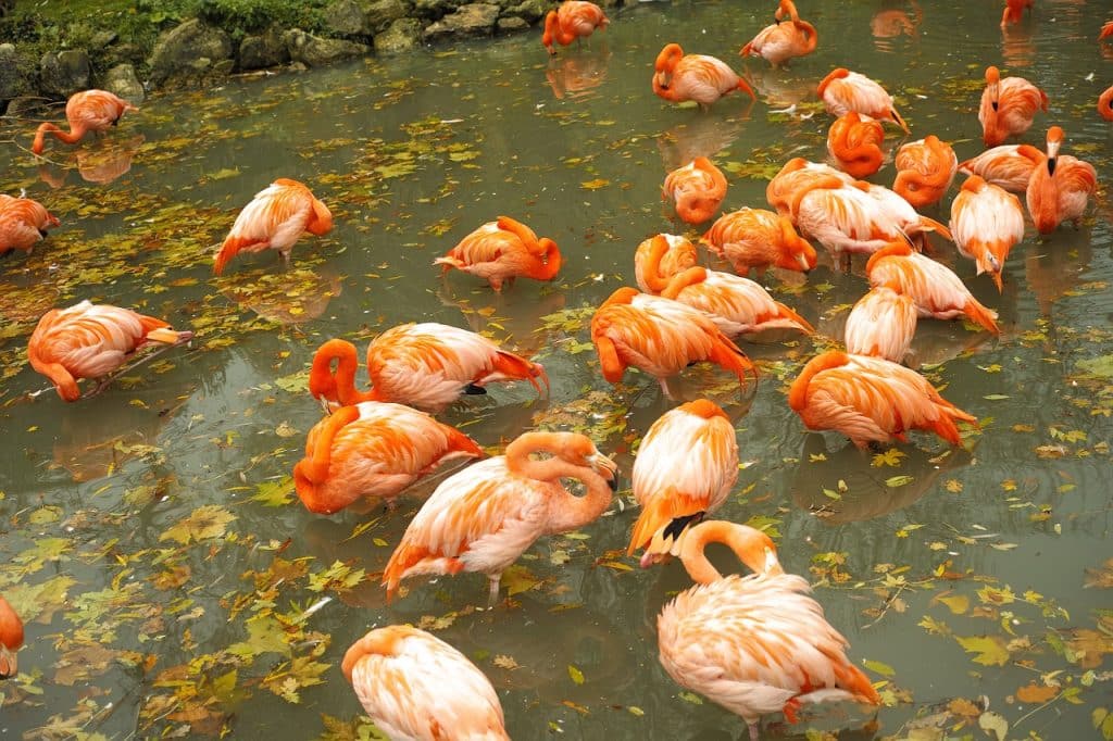 Parc De Fierbois : Flamingos 4638865 1280