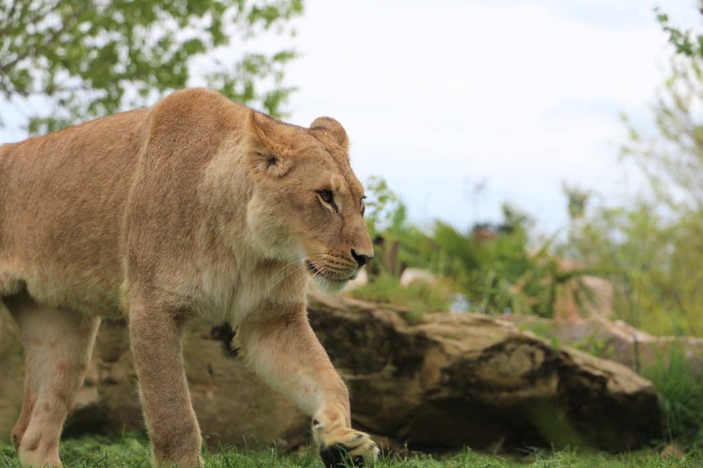 Parc De Fierbois : Lioness 4162989 1280